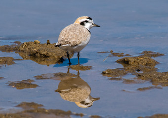 Snowy Plover 
