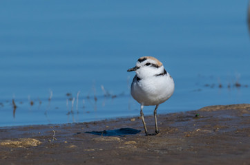Snowy Plover Foraging for Food on the Shoreline