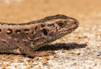 Portrait of a lizard