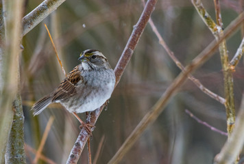 White-throated Sparrow in the Snow
