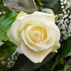 A white rose. Top view