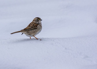 White-throated Sparrow in the Snow