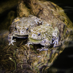 Two Guttural Toads