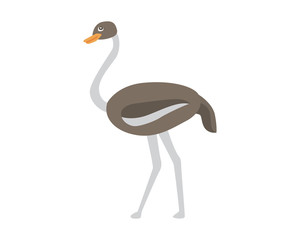 Ostrich vector flat illustration