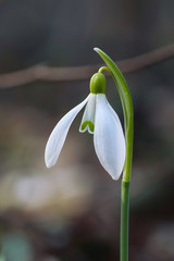 Spring snowdrop flowers blooming in sunny day