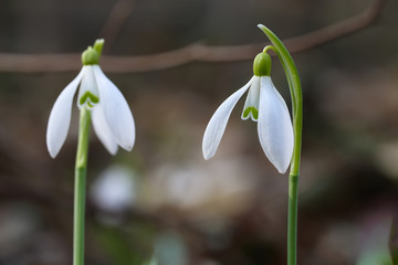Spring snowdrop flowers blooming in sunny day