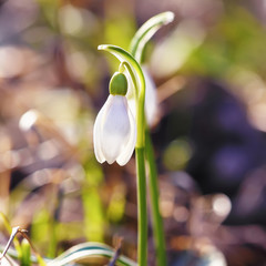 Spring snowdrop flowers blooming in sunny day