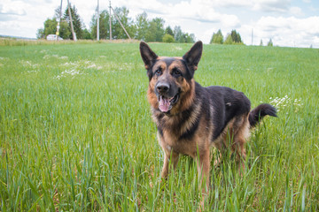 Dog german shepherd and grass around in a summer