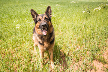 Dog german shepherd and grass around in a summer