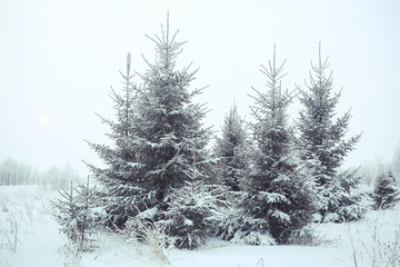 Christmas landscape with young fir trees and snow in a field