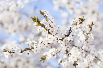 Spring beauty. Blooming white Flowers of trees on the blue sky background. Spring blossom, nature background