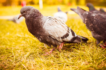 pigeon eats grass closed. 

