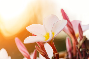 Obraz na płótnie Canvas Plumeria flower blooming in the morning sun.
