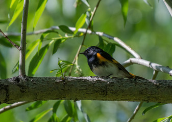 American Redstart Looking for a Meal 