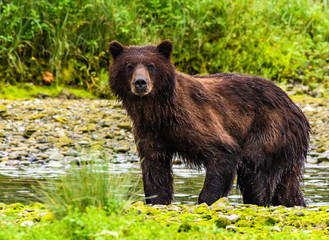 Alaskan Brown Bear Searching for Food along a River