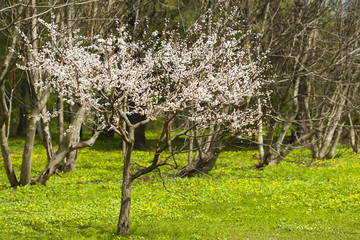 Цветущая сакура с нежно-розовыми цветками среди голых деревьев