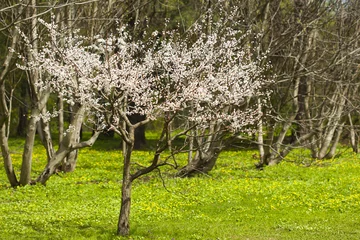 Crédence de cuisine en verre imprimé Fleur de cerisier Цветущая сакура с нежно-розовыми цветками среди голых деревьев