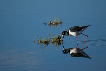 Black-necked Stilt Foraging for Food with Reflection