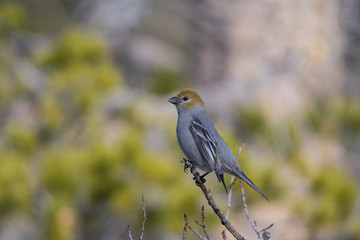 Female Pine Grosbeak Perched on a Branch