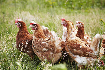 Hühner gucken in eine Richtung