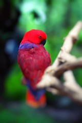 Red parrot over natural background.