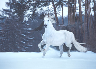 White horse runs on snow on forest background