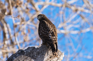 Juvenile Dark Morph Red-tailed Hawk