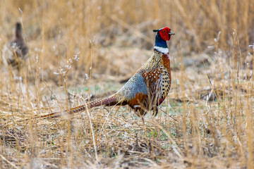 Ring-necked Pheasant in Autumn 