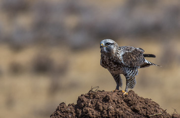 Rough-legged Hawk after a Meal