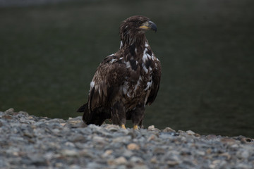 Juvenile Bald Eagles Scavenging Food on Shore