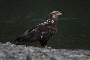 Juvenile Bald Eagles Scavenging Food on Shore