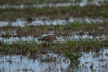 Marbled Godwit Foraging for Food in the Marsh