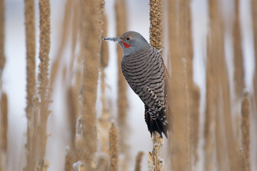 Norther Flicker Perched on a Mullen in Winter