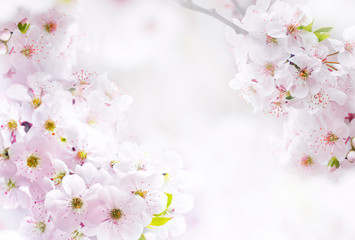 Flowering pink flowers cherry macro close-up outdoor on soft blurred light background. Spring floral border desktop template wallpaper a postcard. Romantic soft gentle artistic image.