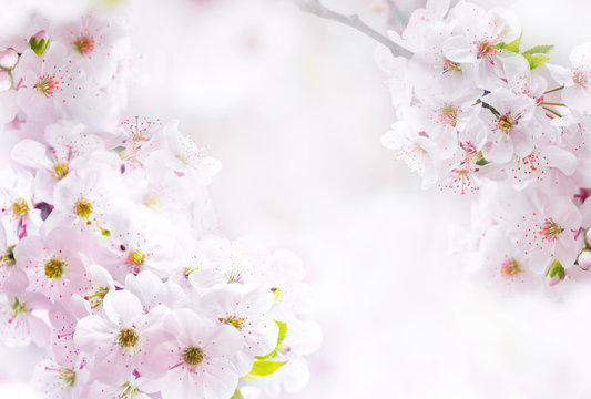 Flowering  pink  flowers cherry macro close-up outdoor on soft blurred light background. Spring floral border desktop template wallpaper a postcard. Romantic soft gentle artistic image.