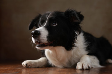 Border Collie liegend im Studio