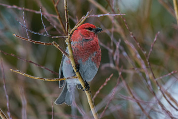 Male Pine Grosbeak Perched on Branch in Winter