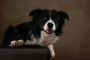 Border Collie liegend im Studio