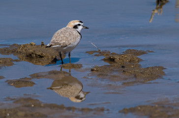 Snowy Plover and Reflection