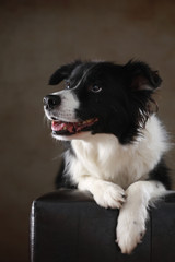 Border Collie liegend im Studio