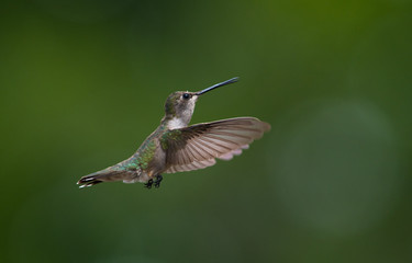 Fototapeta na wymiar Broad-tailed Hummingbird in Flight