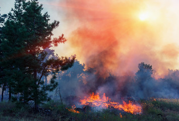 Forest fire. fallen tree is burned to the ground a lot of smoke when vildfire.