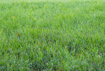 green grass background