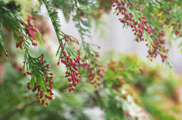 Thuja occidentalis Zypressengewächs