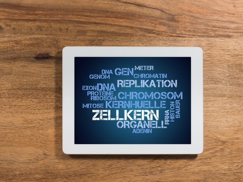Zellkern