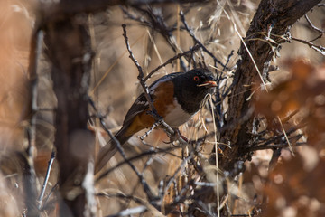 Spotted Towhee Gathering Nesting Materials in Scrub Oak