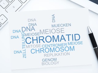 Chromatid