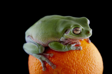 White's tree frog