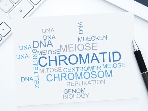 Chromatid