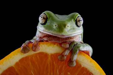 White's tree frog